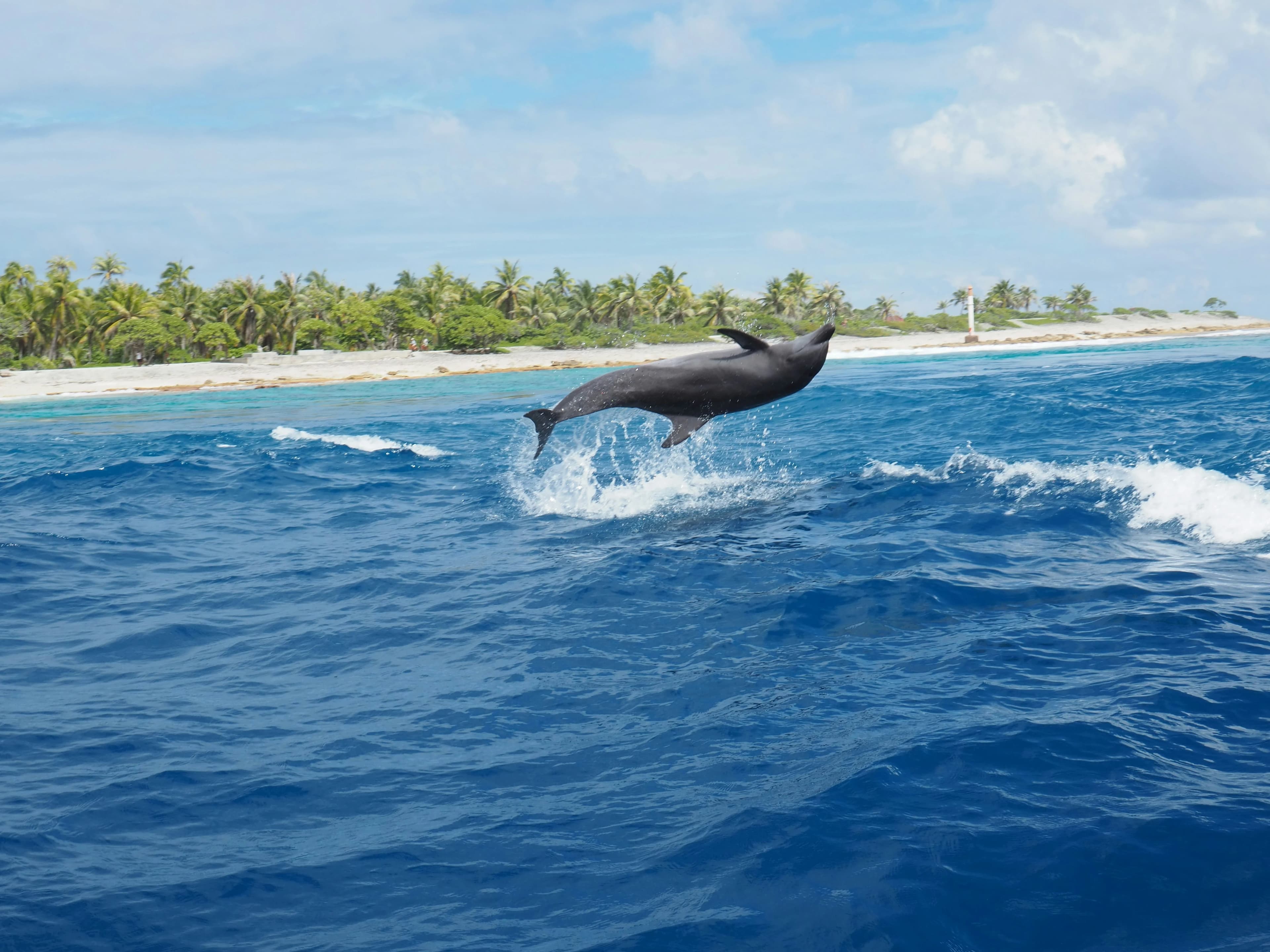 Wasini Marine Tour